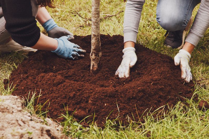 Oak Tree Planting in Honolulu, HI