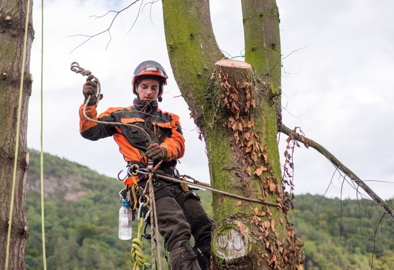Arborist Tree Service in Reno, NV