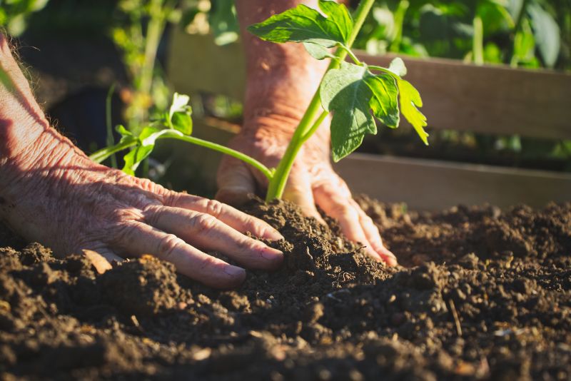 Boxwood Planting in Ventura County, CA