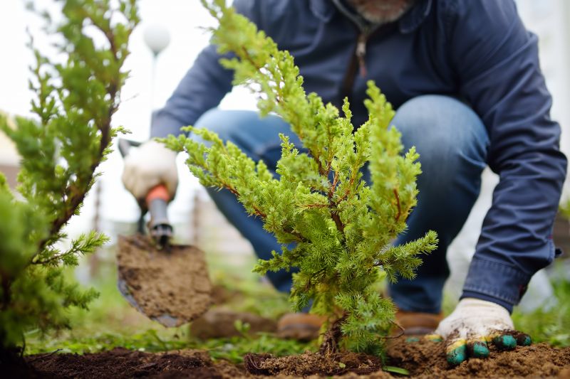 Shrub Installation detail