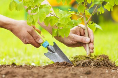Magnolia Tree Planting in Honolulu, HI
