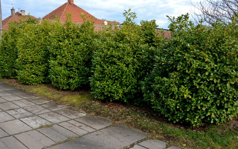 Privacy Shrub Installation in Ventura County, CA