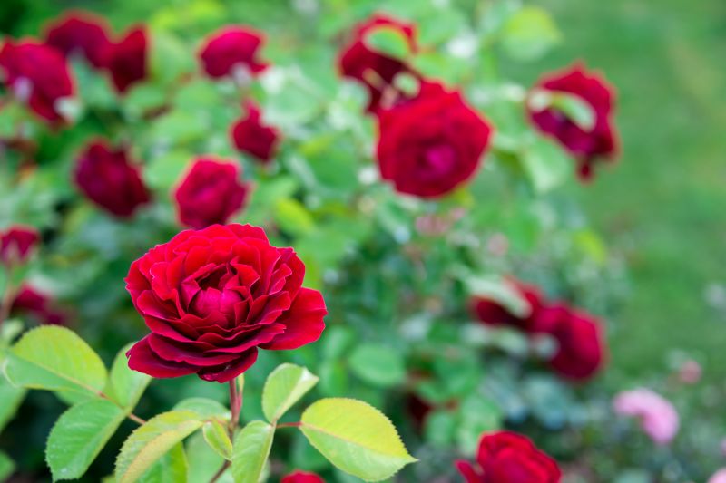 Rose Bush Planting in Honolulu, HI